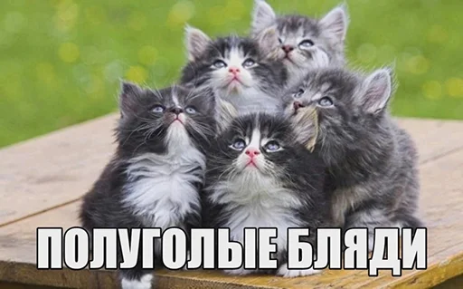 Sticker BadGirlCat - 1