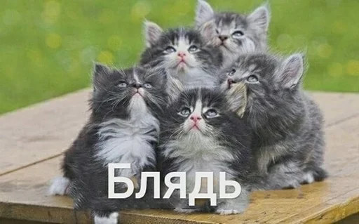 Sticker BadGirlCat - 1