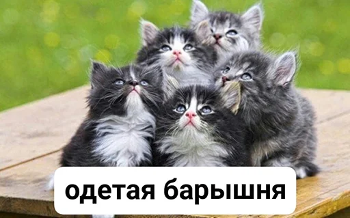 Стикер BadGirlCat - 1