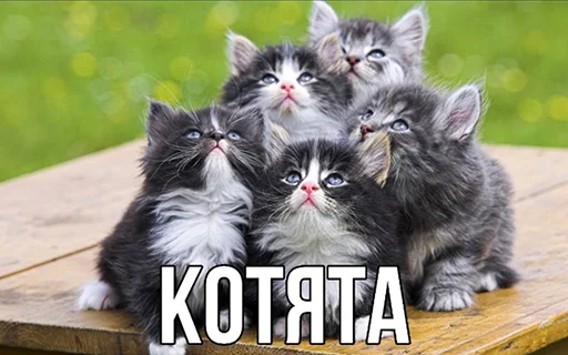 Стикер BadGirlCat - 1