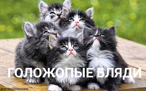 Стикер BadGirlCat - 1