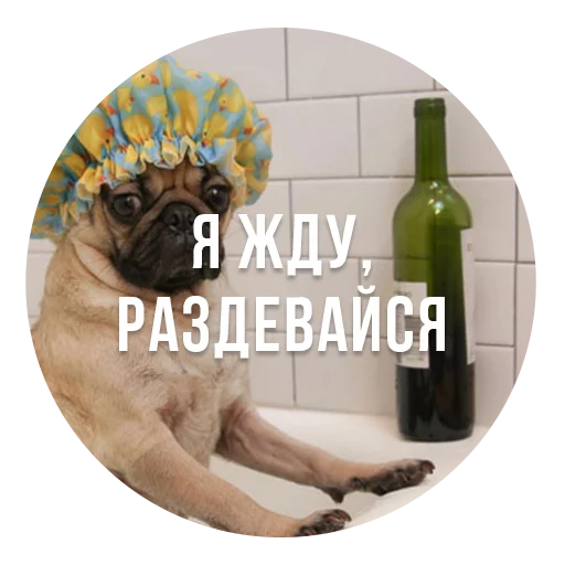 bad pugs - животное