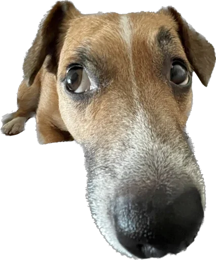 Sticker BagginsBilbo - 1