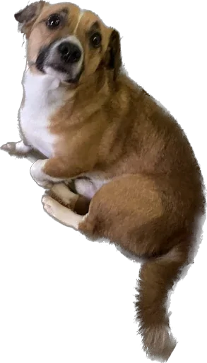 Sticker BagginsBilbo - 1