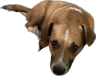 Стикер Булочка - 0