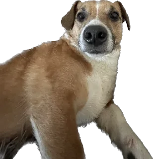 Стикер Булочка - 9