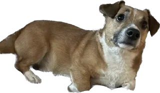 Стикер Булочка - 11