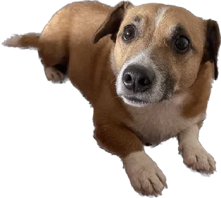 Стикер Булочка - 2