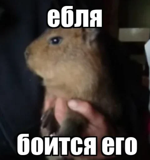 животное млекопитающее СМС