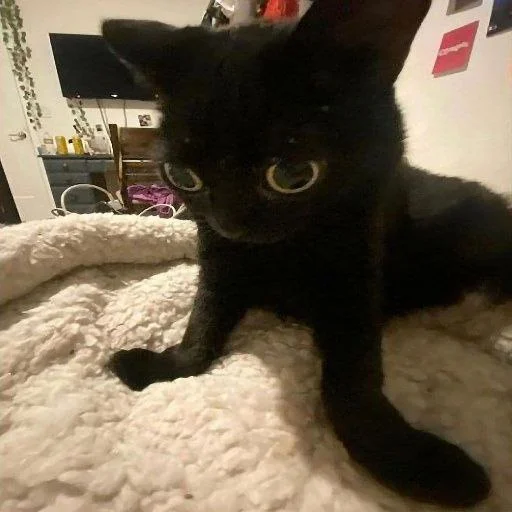 indoor small to medium-sized cats mammal