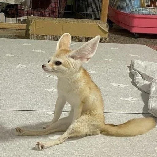 animal mammal ground