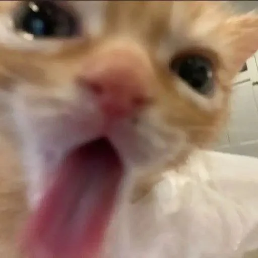 small to medium-sized cats indoor mammal