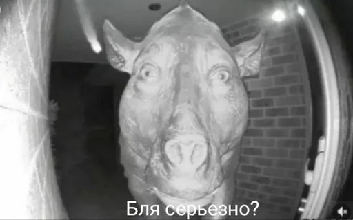 млекопитающее животное рыло