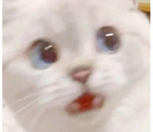 животное млекопитающее кошка