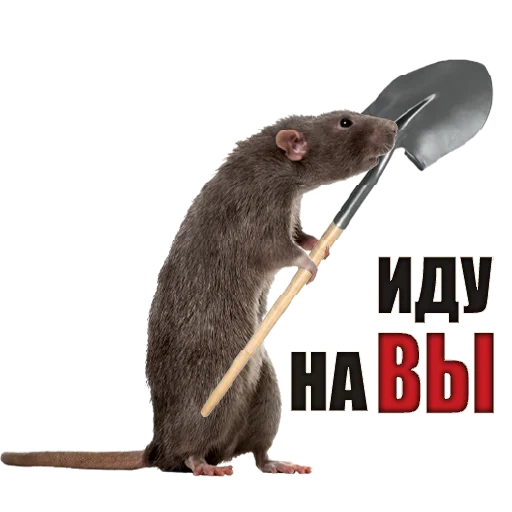 Sticker Balticwarriors - 1