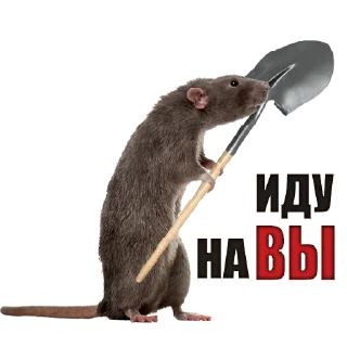 Стикер Балтийские Воины - 0