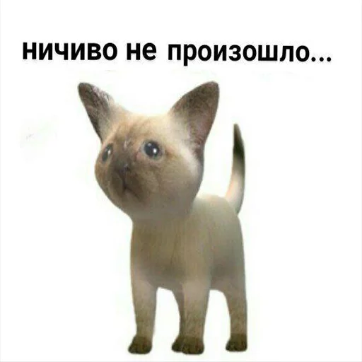 mammal animal domestic cat