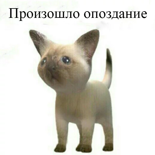 mammal animal domestic cat