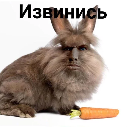 mammal bunny rabbits and hares