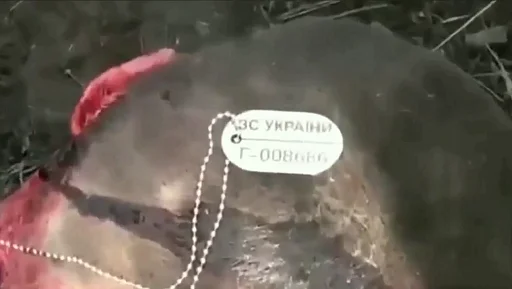 СМС скриншот искусство