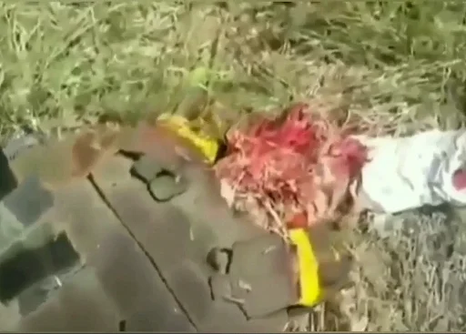 трава растение искусство