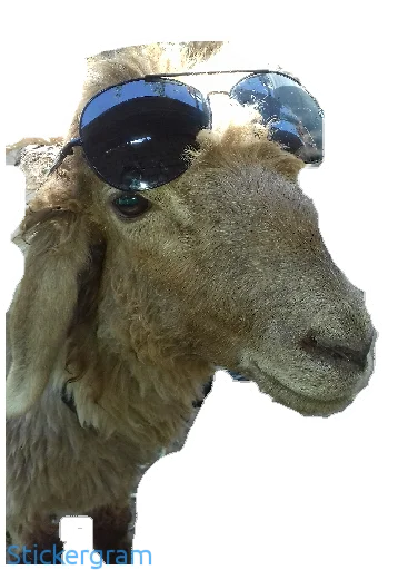 Sticker BarashkiBarash - 1