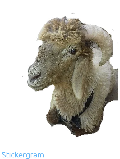 Sticker BarashkiBarash - 1