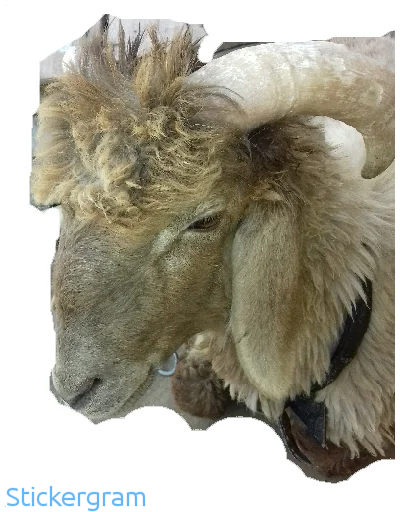 Sticker BarashkiBarash - 1