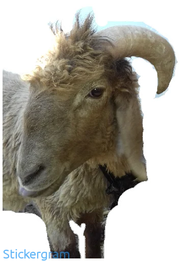 Sticker BarashkiBarash - 1