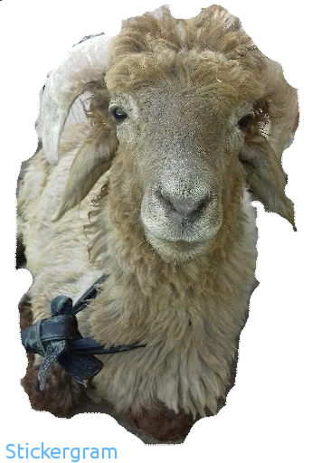 Sticker BarashkiBarash - 1