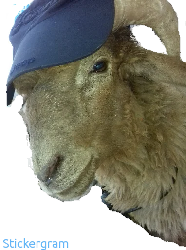 Sticker BarashkiBarash - 1