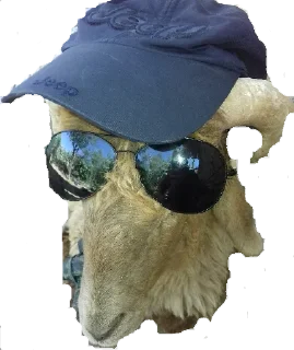 Sticker Бараш🐏(@muzika_dlya_mashina_877) - 3