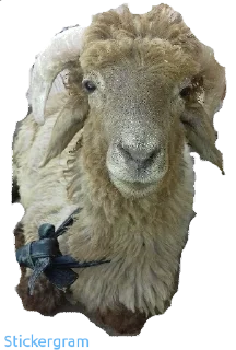 Sticker Бараш🐏(@muzika_dlya_mashina_877) - 1