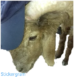 Sticker Бараш🐏(@muzika_dlya_mashina_877) - 2