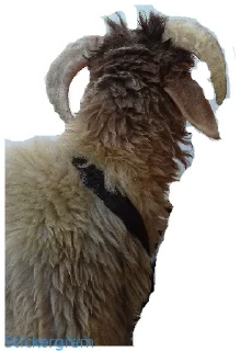 Sticker Бараш🐏(@muzika_dlya_mashina_877) - 8