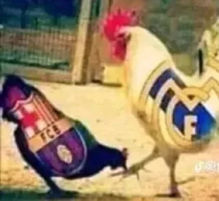 курица земля птицеводство