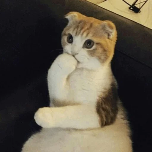 animal indoor felidae