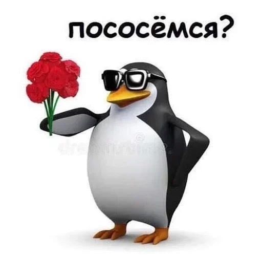 aquatic bird penguin flightless bird