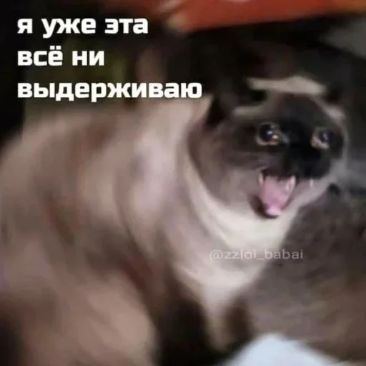 СМС животное млекопитающее