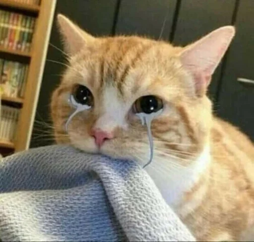 кошка млекопитающее животное