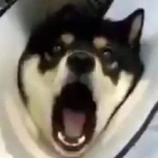 Sticker пиздец сабачки - 6