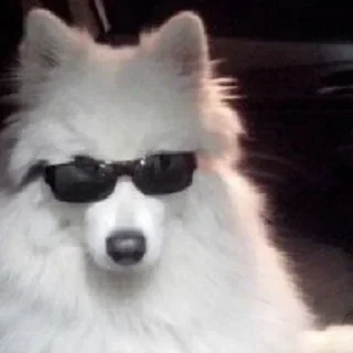 Sticker пиздец сабачки - 2