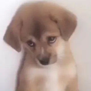 Sticker пиздец сабачки - 1