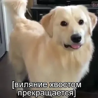 Sticker пиздец сабачки - 5