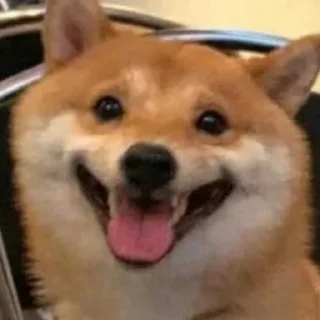 Sticker пиздец сабачки - 11