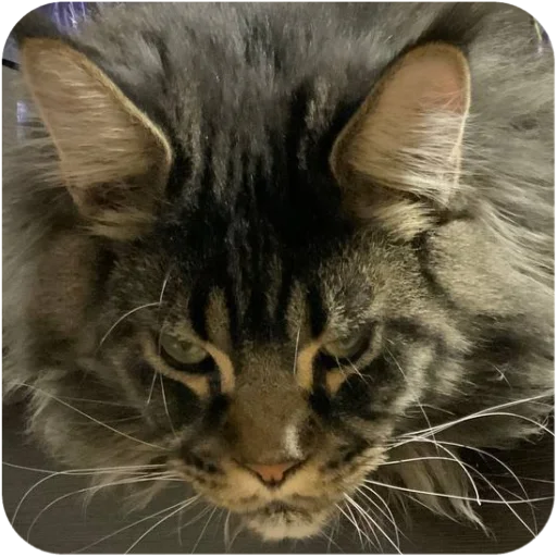 Стикер BaronMikhailChuuu - 1