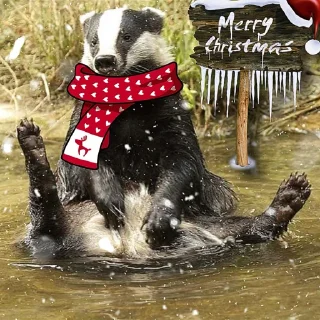 Sticker Барсук2024 - 2