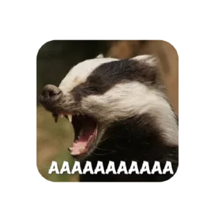 mammal animal badger