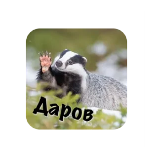 animal mammal badger