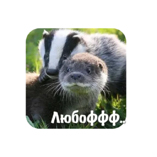 mammal animal badger